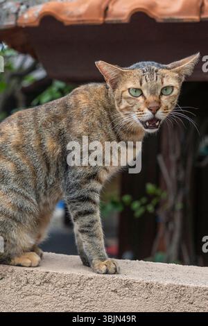 Die Katze sitzt an einer Wand und schaut in die Kamera. Die Katze hat eine Bissspur im Gesicht Stockfoto