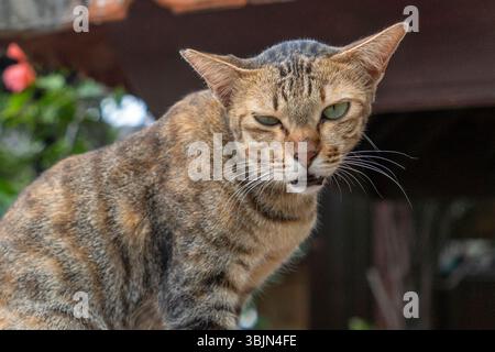 Die Katze sitzt an einer Wand und schaut in die Kamera. Die Katze hat eine Bissspur im Gesicht Stockfoto