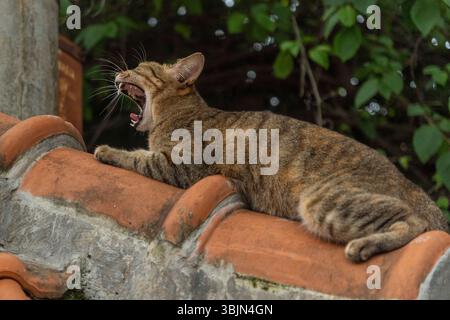 Die Katze liegt auf einem Dach, mit offenem Mund und entblößten Zähnen. Die Katze scheint sich in einem Zustand von Stress oder Unruhe zu befinden Stockfoto
