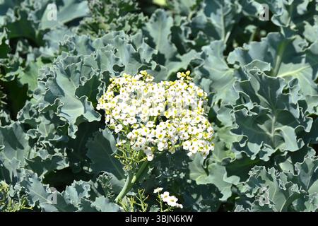 Weiße Frühsommerblumen und glaukhaltiges Laub von Crambe maritima / Meerkohl duftende Sommerblumen im Mai UK Stockfoto