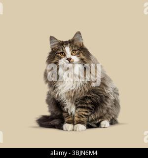 Flauschige ausgewachsene norwegische Waldkatze sitzend und starrend, isoliert auf beigefarbenem Hintergrund Stockfoto