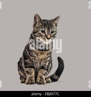 Niedliche, tabby europäische Kurzhaarkatze, die vor einem einfachen grauen Hintergrund sitzt und nach unten blickt Stockfoto