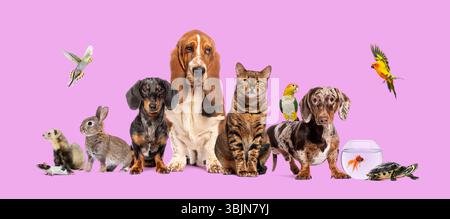 Gruppe von Haustieren, einschließlich Hunden, Katzen, Vögeln, Nagetieren, Fischen und Reptilien, die zusammen auf rosafarbenem Hintergrund stehen Stockfoto