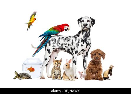 Gruppe von Haustieren um einen Hund, der mit einem Ara auf dem Rücken steht, ist umgeben von anderen gewöhnlichen Haustieren, Katze, Frettchen, Kaninchen, Vogel, Fische, Nagetiere Stockfoto