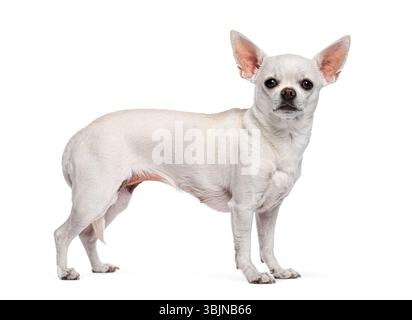 Studio-Aufnahme eines weißen chihuahua, der vor weißem Hintergrund steht Stockfoto