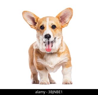 Studio-Aufnahme eines süßen pembroke waliser Corgi, der glücklich aussieht, isoliert auf weiß Stockfoto