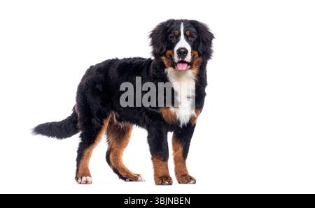 Glücklicher Berner Berner, der auf einem weißen Hintergrund steht und die Kamera mit der Zunge nach außen blickt Stockfoto