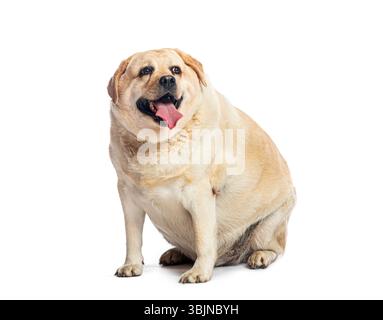 Übergewichtiger fetter labrador-Retriever-Hund sitzend und hechend, isoliert auf weißem Hintergrund Stockfoto