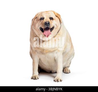 Übergewichtiger fetter labrador-Retriever-Hund sitzend und hechend, isoliert auf weißem Hintergrund Stockfoto