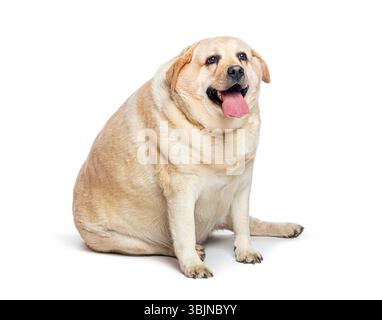 Fetter Hund sitzt und hecht, isoliert auf weißem Hintergrund Stockfoto