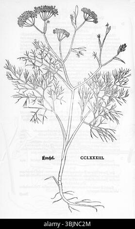 1543 botanische Illustration des Fenchels (Foeniculum vulgare) aus Leonhart Fuchs' Kräuter mit detaillierten Pflanzenmerkmalen. Stockfoto