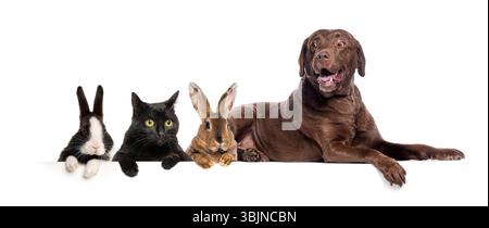 Kaninchen, Katze und Hund liegen zusammen, zeigen Freundschaft, Liebe und Fürsorge zwischen den Spezies, isoliert auf weißem Hintergrund Stockfoto