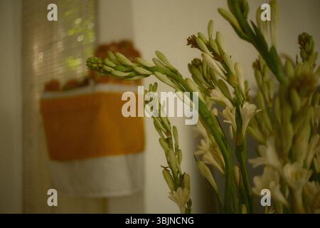 Eine Nahaufnahme blühender Tuberose-Blüten oder Polianthes tuberosa in einer ruhigen Ecke Stockfoto