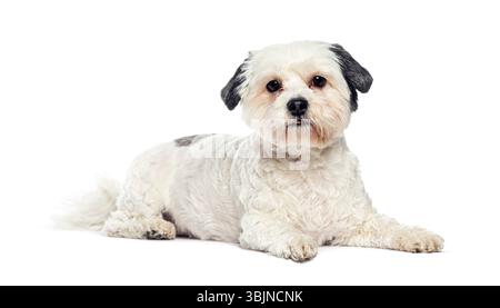 Bezaubernder, weiß-schwarzer maltesischer Hund auf einem nahtlosen weißen Hintergrund, der ein sauberes und minimalistisches Haustier-Porträt schafft Stockfoto