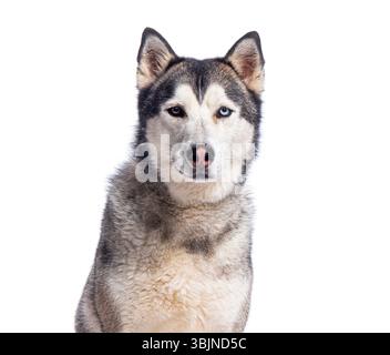 Nahaufnahme eines schönen Husky-Hundes mit Heterochromie, der nach vorne blickt, isoliert auf weißem Hintergrund Stockfoto