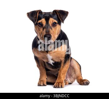 Entzückender Puggellhund, der auf die Kamera sitzt und auf weißem Hintergrund blickt Stockfoto