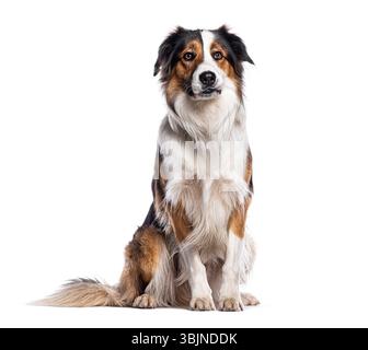 Trikolore Border Collie sitzend und nach oben schauend vor weißem Hintergrund Stockfoto