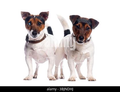 Zwei Jack russell Terrier stehen und tragen braune Kragen auf weißem Hintergrund Stockfoto