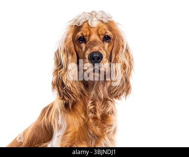 Porträt des bezaubernden englischen Cocker Spaniel, der vor weißem Hintergrund sitzt Stockfoto