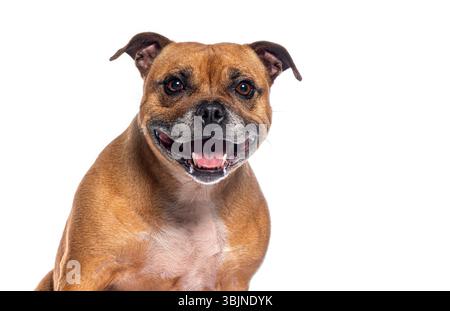 Glücklicher staffordshire Bullterrier, der keucht und lächelt, isoliert auf transparentem Hintergrund Stockfoto