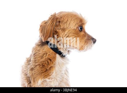 Niedlicher Hund mit flauschigem Fell und schwarzem Kragen in Profilansicht Stockfoto