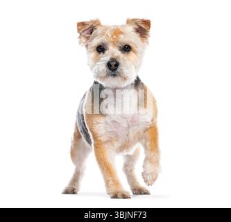 Kleiner Mischhund, der auf den Betrachter zugeht, isoliert auf weißem Hintergrund Stockfoto