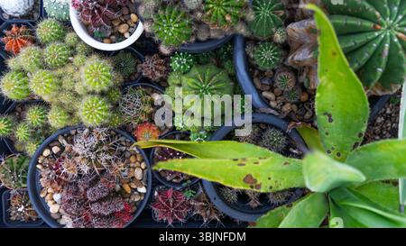 Sammlung von Kakteen-Topfpflanzen Stockfoto