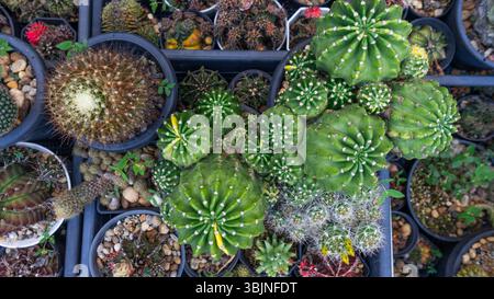 Sammlung von Kakteen-Topfpflanzen Stockfoto
