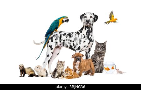 Gruppe von Haustieren, die um einen Dalmatiner posieren, zusammen mit Hund, Katze, Frettchen, Kaninchen, Vogel, Fische, Nagetiere Stockfoto