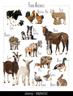 Gemeinsam posierende Nutztiere, Kuh, Pferd, Esel, Ziege, Schafe, Schweine, Kaninchen, Hühner, Hahn, Ente, Gans, truthahn, pony und Hirtenhund Stockfoto