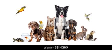 Gruppe von Haustieren einschließlich Hunden, Katzen, Vögeln, Nagetieren, Reptilien und Fischen, posiert zusammen auf weißem Hintergrund Stockfoto
