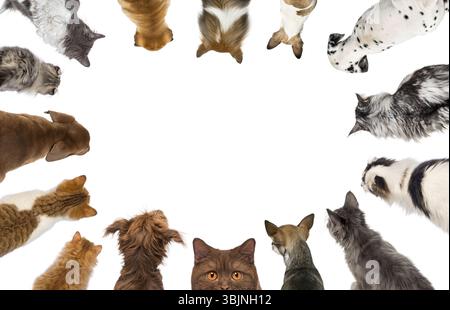 Katzen und Hunde verschiedener Rassen schauen nach unten und bilden einen Kreis auf weißem Hintergrund Stockfoto