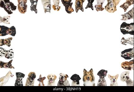 Gruppe von Hunden, die einen weißen Rahmen bilden, isoliert auf weiß Stockfoto