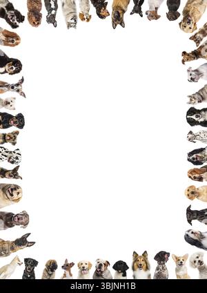 Viele Hunde verschiedener Rassen machen einen Rahmen auf weißem Hintergrund Stockfoto
