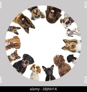 Gruppe von Hunden, die einen Kreis machen, keuchen und neugierig aussehen Stockfoto