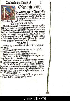 Die botanische Illustration *Schaffthäw* von Brunfels, die 1537 entstand, zeigt Arten von Equisetum-Pflanzen, die der Tradition wissenschaftlicher botanischer Werke aus der Frührenaissance folgen. Stockfoto