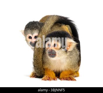 Vorderansicht von Mutter und Baby Schwarzes Eichhörnchenaffen auf dem Rücken, Saimiri boliviensis Stockfoto