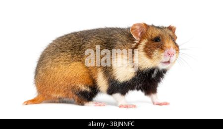 Seitenansicht eines europäischen Hamsters, Cricetus cricetus, isoliert auf weiß Stockfoto