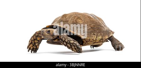 Seitenansicht einer asiatischen Waldschildkröte, Manouria Emys, isoliert auf weiß Stockfoto