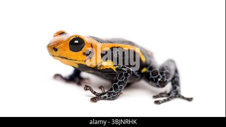 Leuchtendes Orange und Schwarz imitieren Giftfrosch, Ranitomeya Imitator Jeberos, isoliert auf weiß Stockfoto