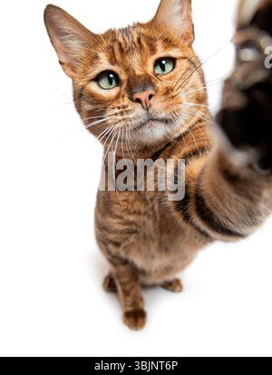 Toyger Katze macht ein Selfie mit Weitwinkelobjektiv auf weißem Hintergrund Stockfoto