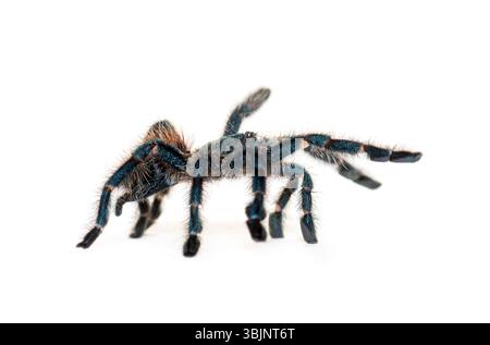 Juvenil vier Monate alte Antillen-Pinktoe-Tarantel, Caribena versicolor, isoliert auf weiß Stockfoto