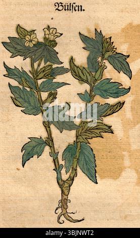 *Bock Bülsen* (1546) stellt *Hyoscyamus niger*, oder schwarzer henbane, dar, eine Pflanze, die für ihre psychoaktiven Eigenschaften bekannt ist. Diese detaillierte botanische Illustration aus dem 16. Jahrhundert hebt die Blätter und Blüten hervor. Stockfoto