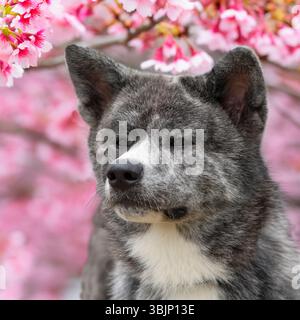 akita Inu Stockfoto