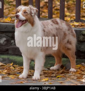 australischer Schäferhund im Herbstlaub Stockfoto