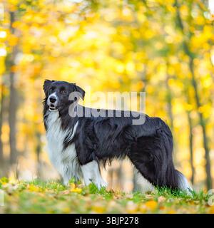 Border Collie steht im Herbstwald Stockfoto