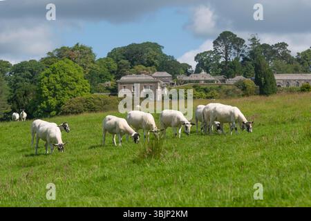 Schafherde, die sich weiden. Ein Feld in Boconnoc in Cornwall, Großbritannien Stockfoto