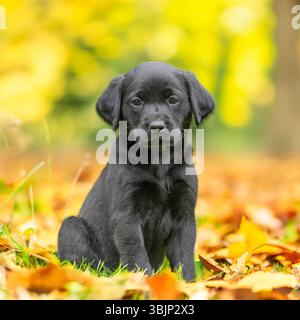 Niedliches schwarzes labrador-Welpe, das im Herbstlaub sitzt Stockfoto