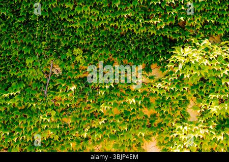 Hedera Helix, der gemeine Efeu, europäischer Efeu, King's Choice Efeu oder einfach Efeu, ist eine blühende Pflanzenart aus der Familie der Araliaceae. Es ist nativ in Stockfoto