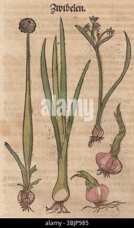 Diese Illustration von Bock aus dem Jahr 1546 zeigt die Zwiebeln (Allium cepa) und zeigt ihre detaillierte Form und Struktur, ein wichtiger Beitrag zum botanischen Wissen der Zeit. Stockfoto